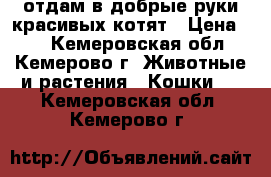 отдам в добрые руки красивых котят › Цена ­ 1 - Кемеровская обл., Кемерово г. Животные и растения » Кошки   . Кемеровская обл.,Кемерово г.